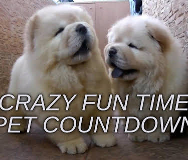 Crazy Fun Time Pet Countdown