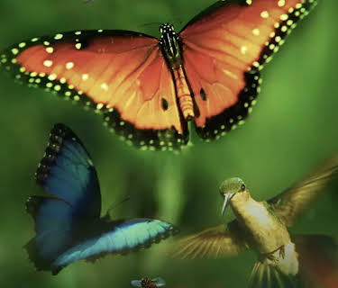 Disneynature: Wings of Life (2013)