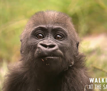 Walking Wild