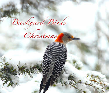 Backyard Birds Christmas (2024)