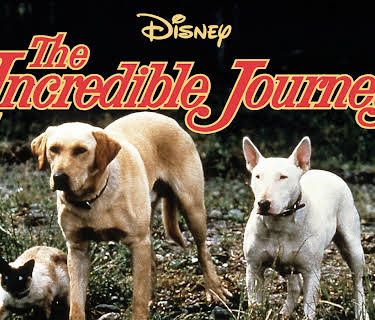 The Incredible Journey (1963) (1963)