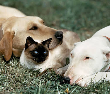 I vildmarkens våld (1963)