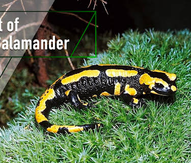 Night of the Salamander (2001)