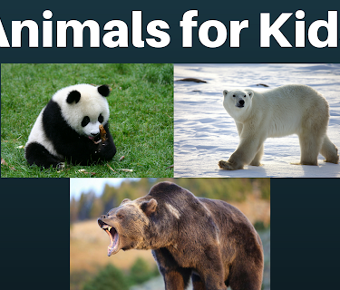 Animals for Kids
