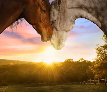 Horse Camp: A Love Tail (2020)