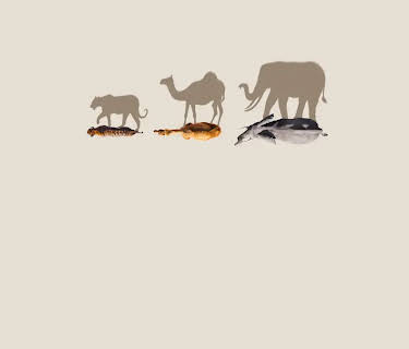 Mammals