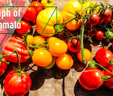 Triumph of the Tomato (2018)