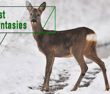 Forest of Fantasies (2018)