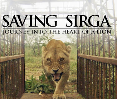 Saving Sirga - Journey Into the Heart of a Lion