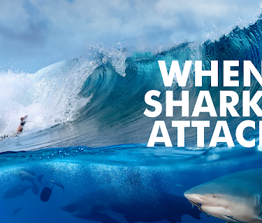 When Sharks Attack Season 2