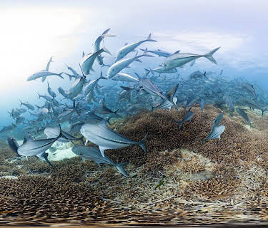 Chasing Coral (2017)