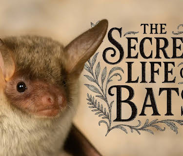 The Secret Life of Bats (2026)