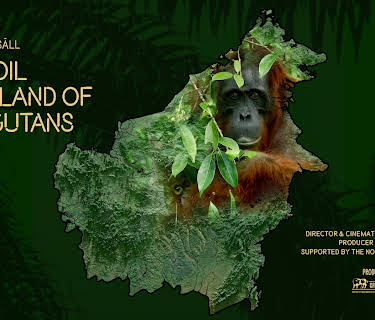 Palm Oil in the land of Orangutans (2024)