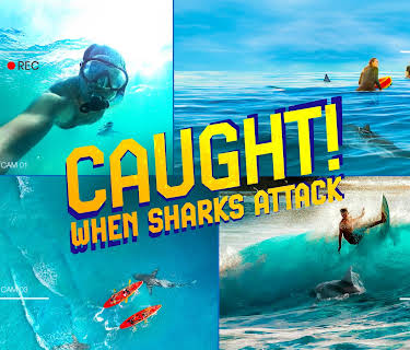 Caught! When Sharks Attack