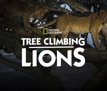 Tree Climbing Lions (2018)
