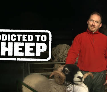 Addicted to Sheep (2017)