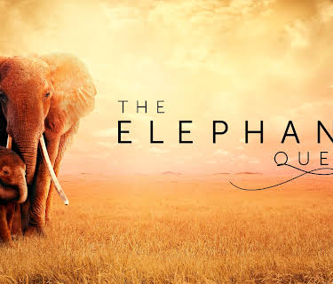 The Elephant Queen (2019)