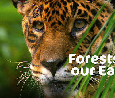 Forests of  our Earth (2017)