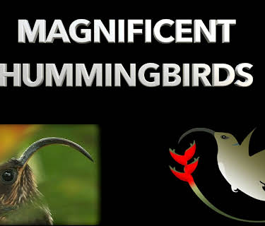 Magnificent Hummingbirds (2007)