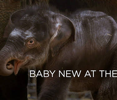 Baby New at the Zoo (2007)