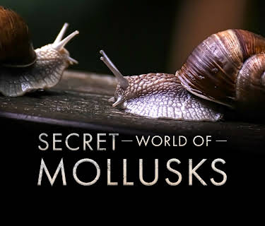 Secret World of Mollusks (2026)