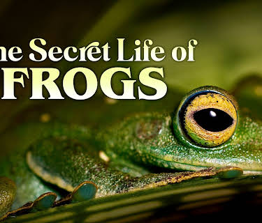 The Secret Life of Frogs (2026)