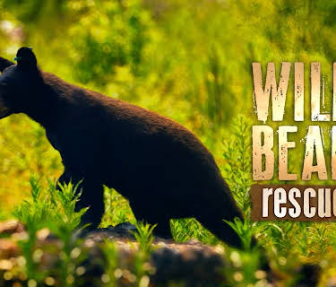 Wild Bear Rescue