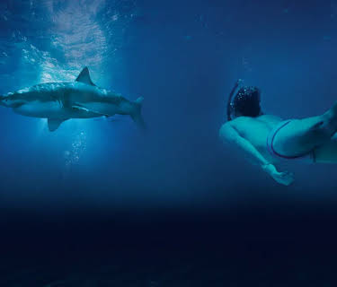 Sharkwater Extinction (2019)