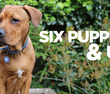 6 Puppies And Us