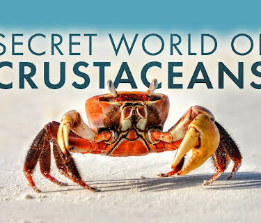 Secret World of Crustaceans (2026)