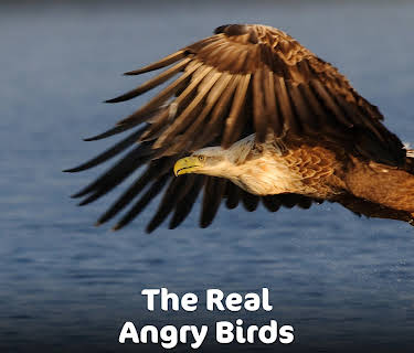 The Real Angry Birds (2014)