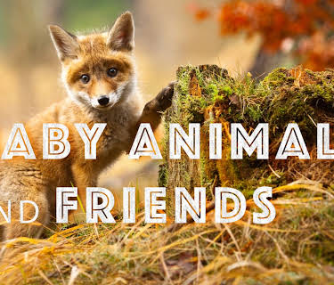 Baby Animals In The Wild