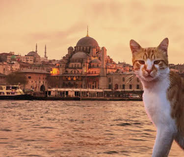 Kedi (2017)