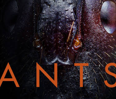 Ants (2023)