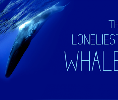 The Loneliest Whale (2021)