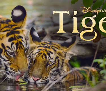 Tiger (2024)