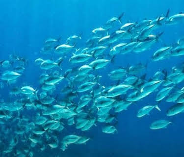 The End of the Line: The Destruction of Our Seas (2009)