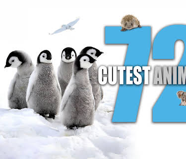 72 Cutest Animals