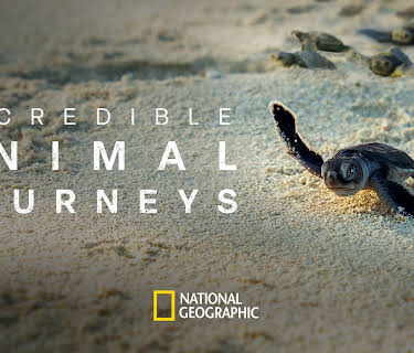 Incredible Animal Journeys Season 1
