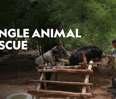 Jungle Animal Rescue Season 1