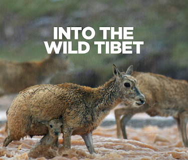 Into the Wild Tibet (2020)