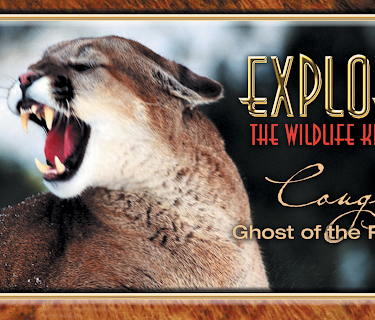 Explore The Wildlife Kingdom: Cougar - Ghost of the Rockies (2026)