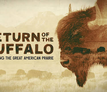 Return of the Buffalo Restoring the Great American Prairie (2022)