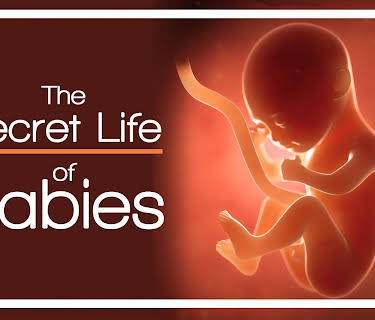 The Secret Life of Babies (2005)