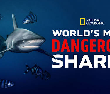 World's Most Dangerous Shark? (2025)
