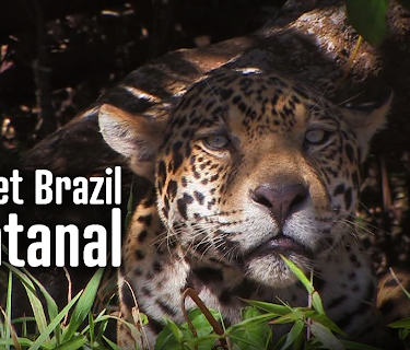 Secret Brazil: Pantanal