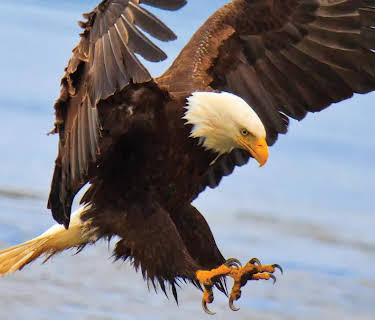 The Scientific Wonder of Birds