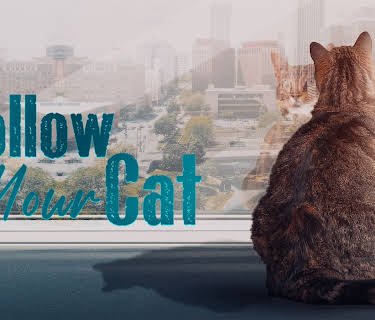 Follow Your Cat (2022)