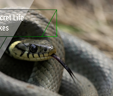 The Secret Life of Snakes (2017)
