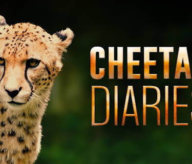 Cheetah Diaries